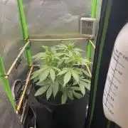 FBuds x Biobizz 2.0