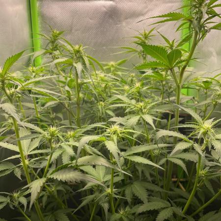 FBuds x Biobizz 2.0