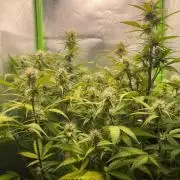 FBuds x Biobizz 2.0