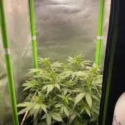 FBuds x Biobizz 2.0