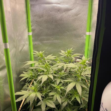 FBuds x Biobizz 2.0