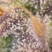 FBuds x Biobizz 2.0