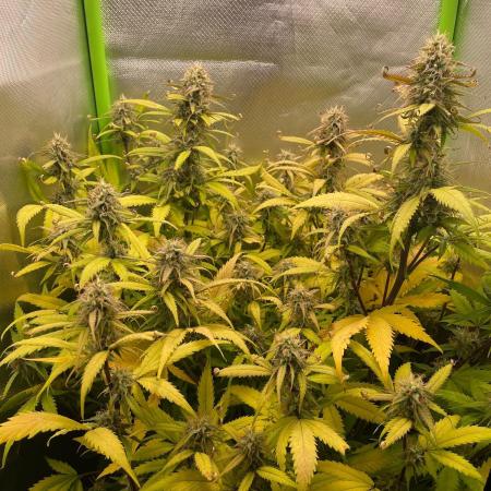 FBuds x Biobizz 2.0