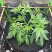 FBuds x Biobizz 2.0