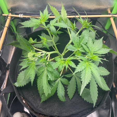 FBuds x Biobizz 2.0