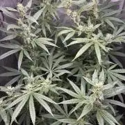 Grape Candy