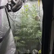 Grape Candy