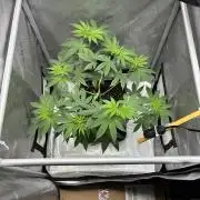 Grape Candy