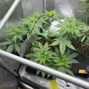 Grape Candy