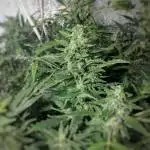 auto jack herer dwc hps150+led100 