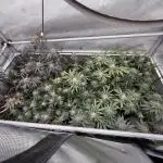Gas, Skunk, Grapes and Kush
