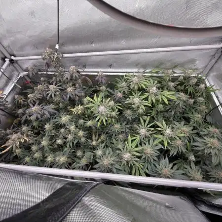 Gas, Skunk, Grapes and Kush