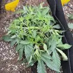 Gas, Skunk, Grapes and Kush