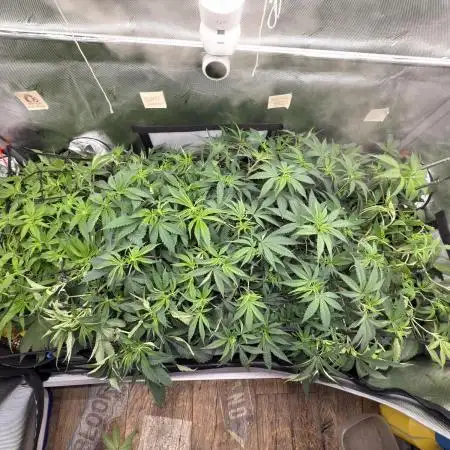 Gas, Skunk, Grapes and Kush