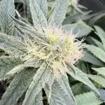 Gas, Skunk, Grapes and Kush