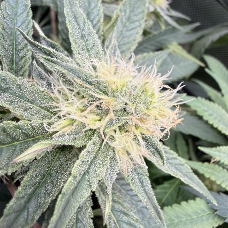 Gas, Skunk, Grapes and Kush