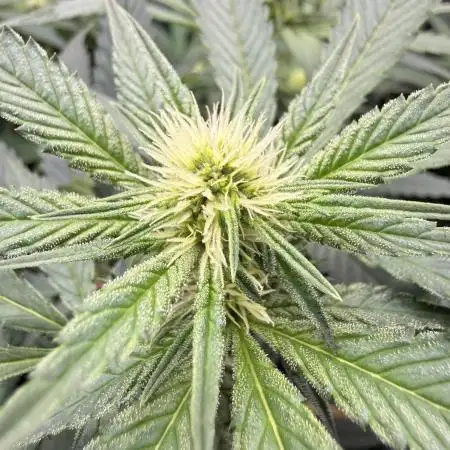 Gas, Skunk, Grapes and Kush
