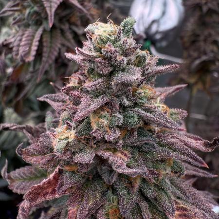 Cherry MAC Muffin & RS11