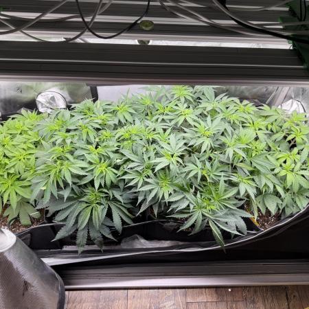 Gas, Skunk, Grapes and Kush