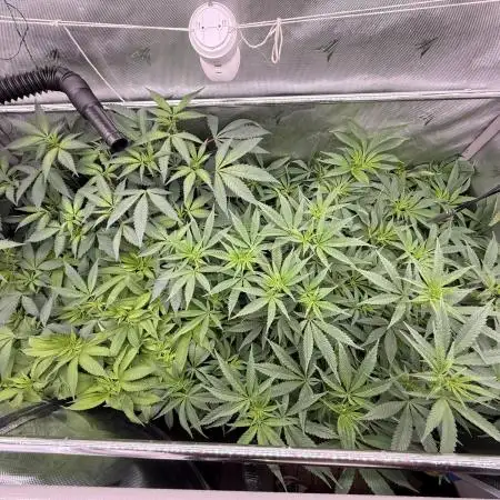 Gas, Skunk, Grapes and Kush