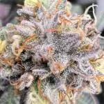 Gas, Skunk, Grapes and Kush