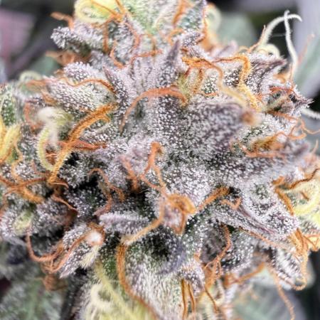 Gas, Skunk, Grapes and Kush