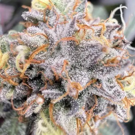 Gas, Skunk, Grapes and Kush