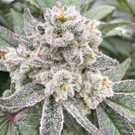 Gas, Skunk, Grapes and Kush