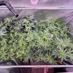 Gas, Skunk, Grapes and Kush