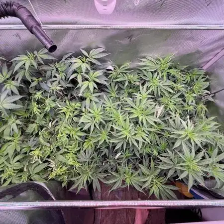 Gas, Skunk, Grapes and Kush