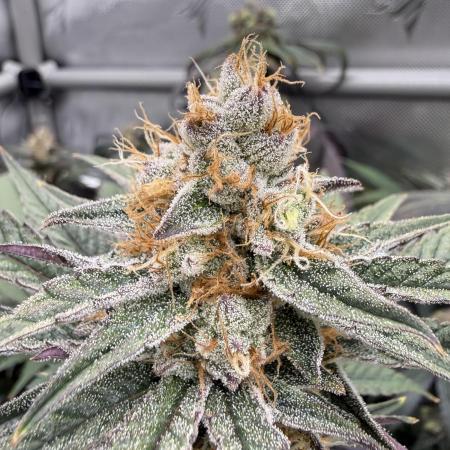 Gas, Skunk, Grapes and Kush