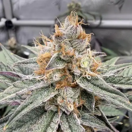 Gas, Skunk, Grapes and Kush