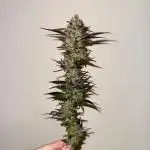 Gas, Skunk, Grapes and Kush
