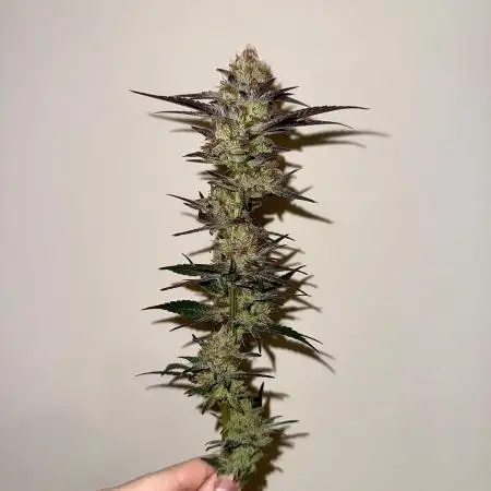 Gas, Skunk, Grapes and Kush