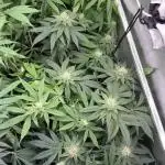 Gas, Skunk, Grapes and Kush
