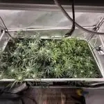 Gas, Skunk, Grapes and Kush