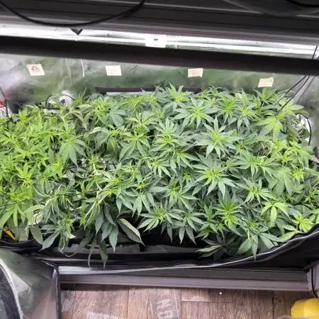 Gas, Skunk, Grapes and Kush