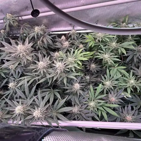 Gas, Skunk, Grapes and Kush