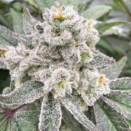 Gas, Skunk, Grapes and Kush