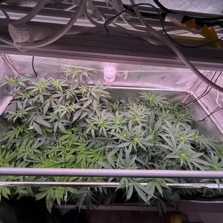 Gas, Skunk, Grapes and Kush