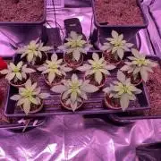 Banana Runtz F1s