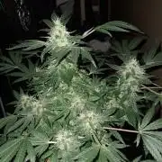 Csi seed run
