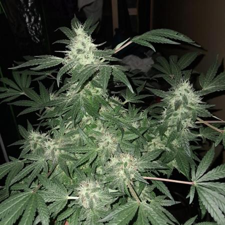 Csi seed run