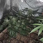 Csi seed run