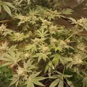 Csi seed run