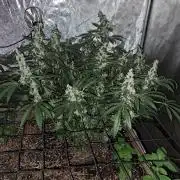 Csi seed run