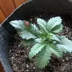CBD Lemon Potion Auto
