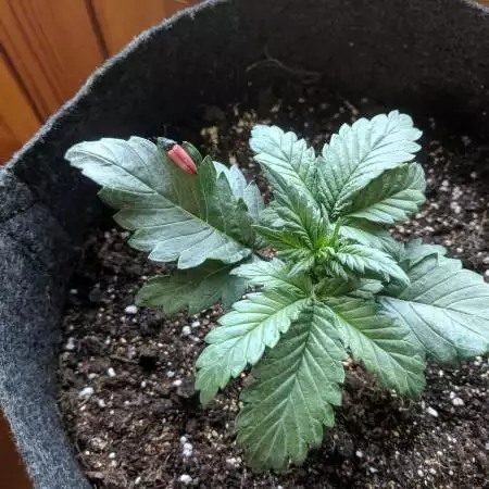 CBD Lemon Potion Auto