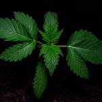 Bonger - Fast Buds Girl Scout Cookies Gr