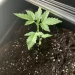 Trying Royal Dwarf